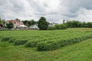 The raspberry field in 2018.