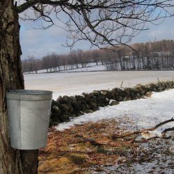 Maple Sugar Bucket