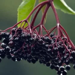 Elderberry Cluster